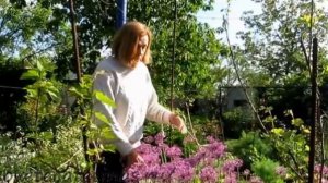 Декоративный лук. Лук Пурпл сенсейшен.  Агротехника вы