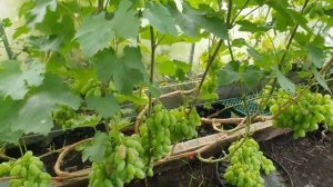 Виноград в Тюмени. Мускат медовый, Цимус, Алвика и дру?