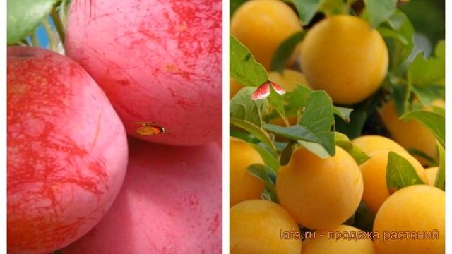 Слива обыкновенная Скороплодная-Абрикосовая 🌿 обзор смотреть онлайн