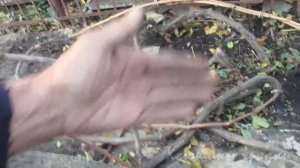 Готовим кусты винограда к зимовке