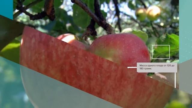 Яблоня Чистотел - обзор сорта смотреть онлайн