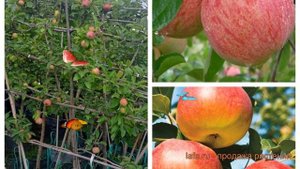 Яблоня плодовая Коричное полосатое-Яблочный спас 🌿 о