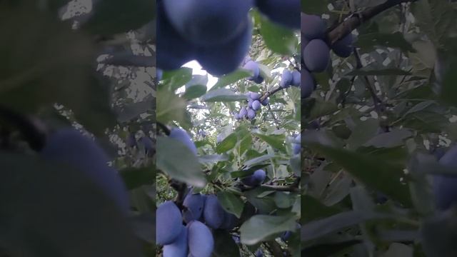 Стенлей - фаворит серед угорок. смотреть онлайн