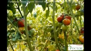 томат КАРМЕЛИТА семена почтой ЛНР и ДНР