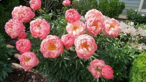 Пионы. Топ-7 самых красивых и обильно цветущих в этом г?