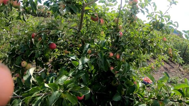 Супер яблоня! Яблоко мечты детства детей смотреть онлайн