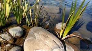 🔴 Ирис болотный для пруда на даче, прибрежные растени