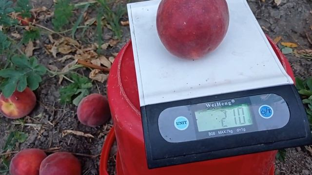 Персик память Бабенкова смотреть онлайн