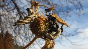 Дурман очищает лёгкие от паразитов Способ Огулова