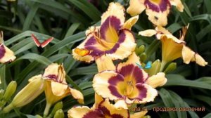 Лилейник гибридный Калико Джек (kaliko-dzhek) 🌿 обзор: как с