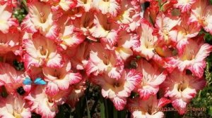 Гладиолус крупноцветковый Присцилла (gladiolus) 🌿 обзор: ?
