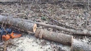 Вешенки, Посадили грибы в лесу😉