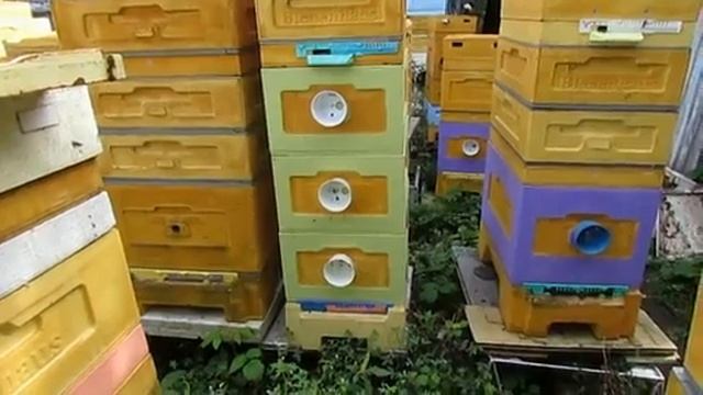 пчеловодство на ячейке 4,9 мм - часть 24, улей Кука в сент? смотреть онлайн