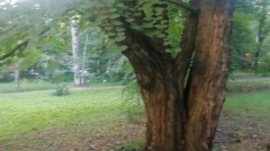 Багрянник японский (Cercidiphyllum japonicum) - 2