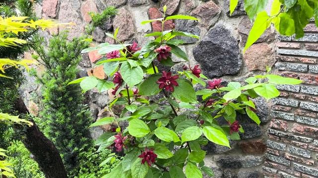 ПРОГУЛКА ПО МОКРОМУ САДУ! ЧТО ИЗМЕНИЛОСЬ, ВЗОШЛО? ВМЕС? смотреть онлайн