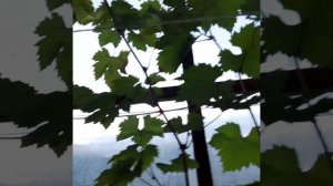 Виноград в Приморском крае! в Теплице второй урожай и ?