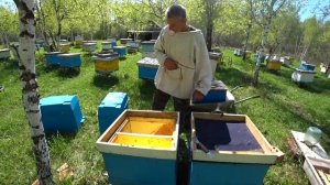 Развитие отводков в 6 рамочных нуклеусах ППУ