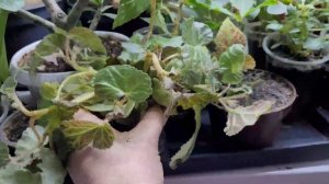 Смотрите НОВЫЙ способ укоренения черенков бегонии зи?