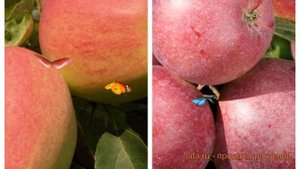 Яблоня обыкновенная Кандиль орловский-Спартан 🌿 обз?