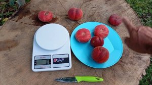 19.07.2025. огляд персиків:Саджитарія,Уфо-3 та нектарина Ек?