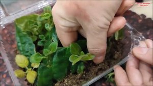 🌺 Глоксинии в КОРОКСАХ  ✅ ДЕТКИ пора РАССАЖИВАТЬ❗