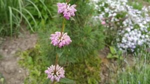 Фиолетовое цветение в саду. Декоративные многолетник?