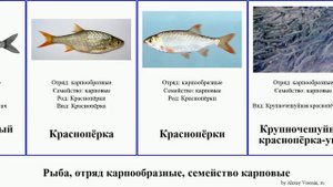 Рыба, отряд карпообразные, семейство карповые усач ба?