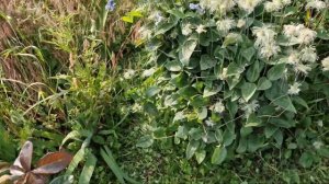 ГАЗОН. РОЗЫ. Выстригаем газон вокруг роз.