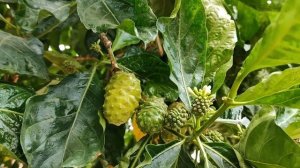 Моринда цитрусолистная или нони. Morinda citrifolia or noni.