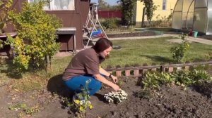 Как сохранить мультифлору до весны? Зимовка хризантем