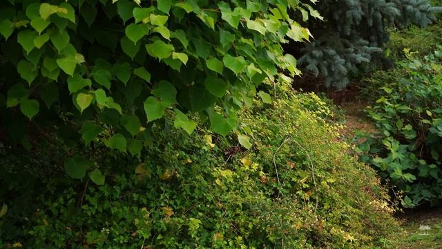 КАК СОЗДАТЬ САД НЕПРЕРЫВНОГО ЦВЕТЕНИЯ | МАЛОУХОДНЫЙ С?