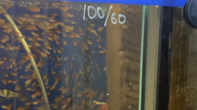 Москва … рынок Садовод … рыбки 🐟