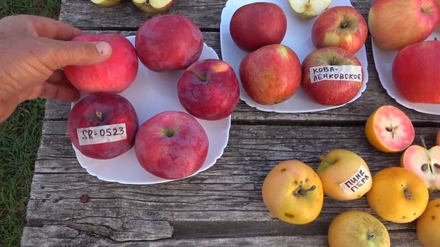 Обзор некоторых сортов яблок смотреть онлайн