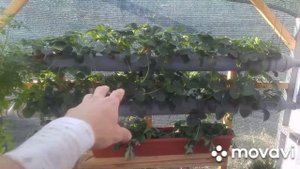 Гидропоника помидоры и  клубника #nft #grower #втеплице