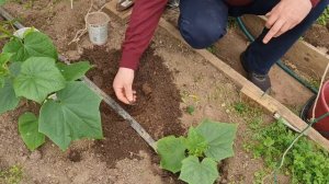 ПОСАДКА ПЕРЕРОСШЕЙ РАССАДЫ ОГУРЦОВ