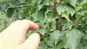 СОРТ ЯБЛОНИ КОВАЛЕНКОВСКОЕ НА Р60 15 08 23