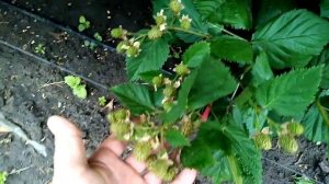 Ежевика сорта Гай, оркан, торнфри.