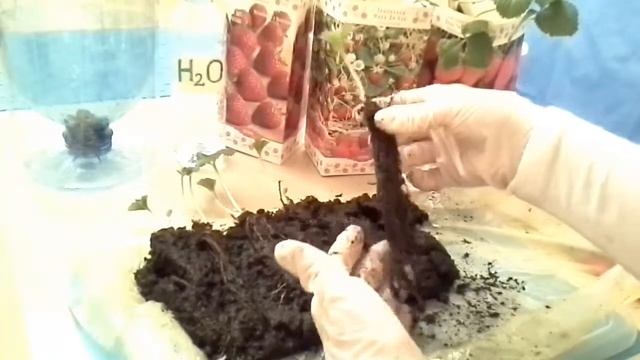 отрезать или не отрезать корни? 🌱#ЗЕМЛЯНИКА рассада п смотреть онлайн