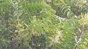 Айлант высочайший.Хороший медонос выделяющий нектар ?