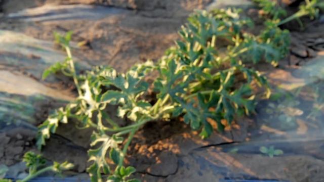 Капельный полив растений на огороде или в саду. смотреть онлайн