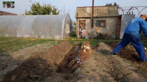 Как сохранить саженцы до посадки на постоянное место .