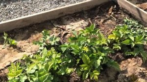 Ускоряем УРОЖАЙ ремонтантной ЕЖЕВИКИ методом прищипк