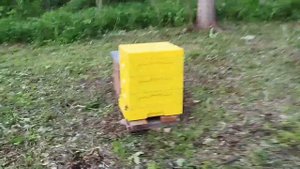#91 Паспорт пасеки и чипирование 2025