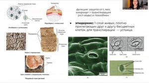 Ткани Растений — Покровная ткань. ЦТ/ЦЭ/устный экз