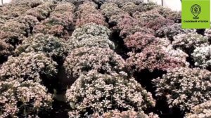 обзор растения Андромеда  сорт "Blue ice"