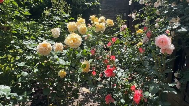 Мой розарий  на пике цветения смотреть онлайн