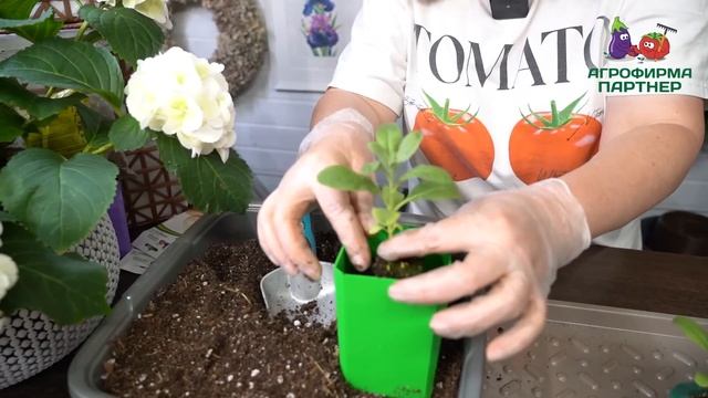 АКТУАЛЬНАЯ АГРОТЕХНИКА ПО УХОДУ ЗА РАССАДОЙ ОВОЩЕЙ И ? смотреть онлайн