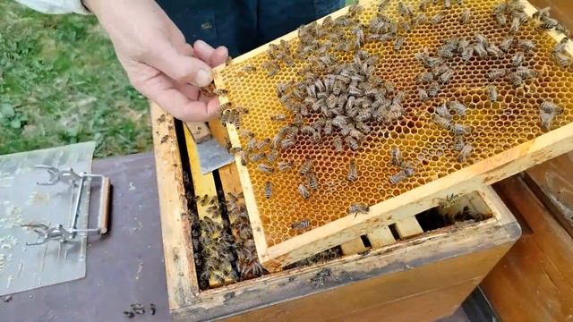 Пасека. 21 апреля 2025 года. Ивовый взяток. Расширение сем смотреть онлайн