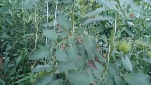 Томаты хай-теки Редетто и Папелетто 20 июня 2024