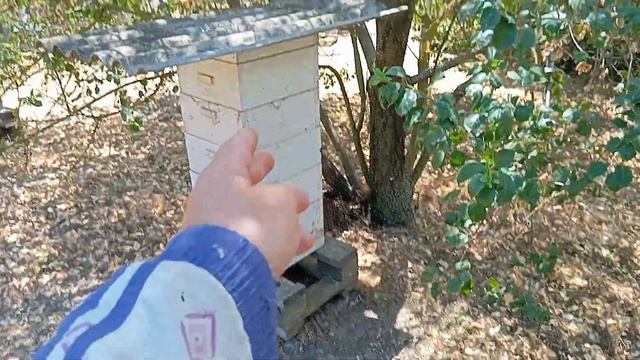 Семью в которой пропала молодая матка обьединяю с обл? смотреть онлайн